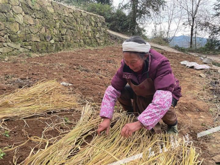 在三河镇玉岭村黄精育苗示范基地，村民把干稻草铺在苗床上以达到保温保湿效果.jpg
