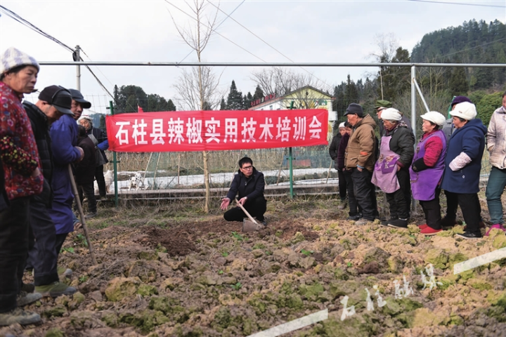 在悦崃镇新城村辣椒种植基地，专家向村民示范起垄、覆土等种植技术.jpg