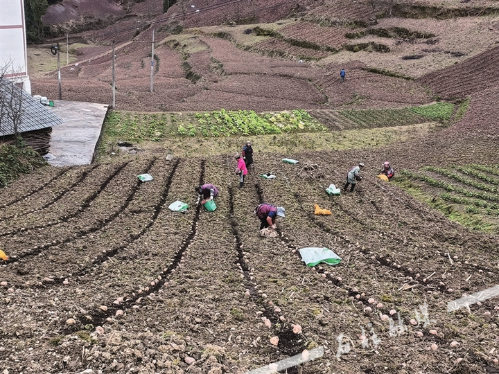 大歇镇龙王村村民在大茶组育种基地播种马铃薯.jpg